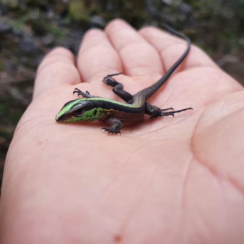Forest Whiptail, Kentropyx pelviceps
