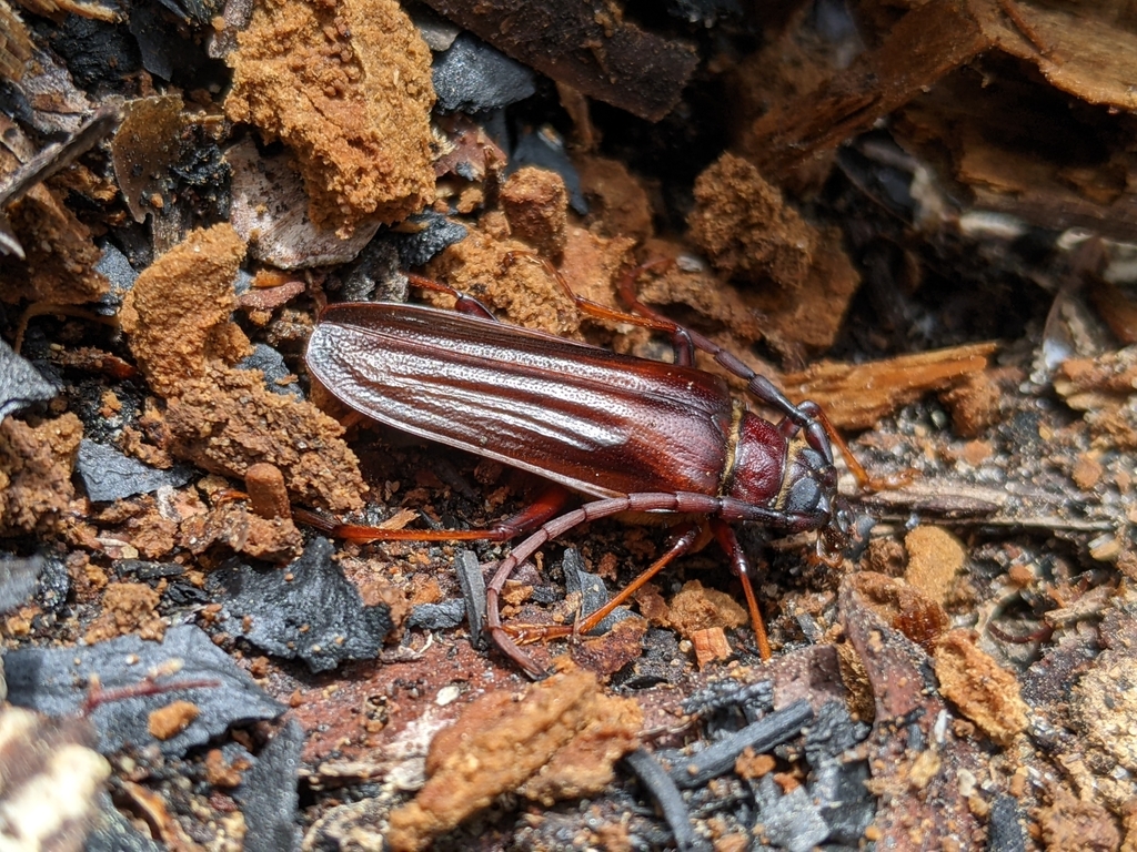 Bahiagrass Borer
