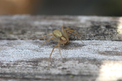 Philodromus rufus