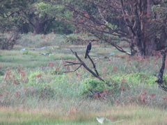 Anhinga melanogaster