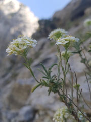 Hormathophylla halimifolia