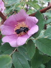 Anthophila