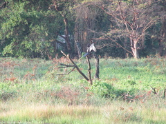 Anhinga melanogaster