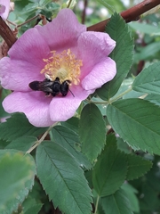 Anthophila