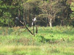 Anhinga melanogaster