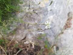 Silene saxifraga