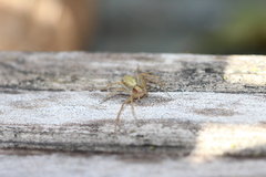 Philodromus rufus