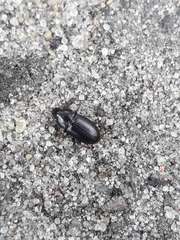Carabidae