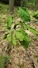 Litylenchus crenatae