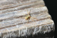 Philodromus rufus