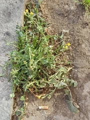 Cichorieae