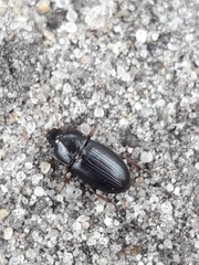 Carabidae