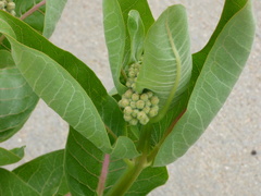 Asclepias speciosa
