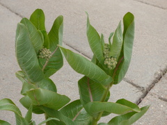 Asclepias speciosa