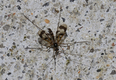 Macrocera decorosa