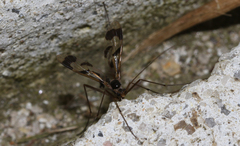 Macrocera decorosa