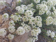 Hormathophylla halimifolia