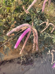 Mimosa verrucosa
