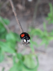Harmonia axyridis