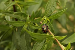 Leptinotarsa behrensi