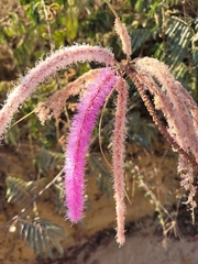 Mimosa verrucosa