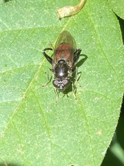 Chalcosyrphus libo
