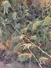 Mimosa verrucosa