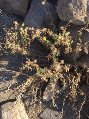 Senecio adenotrichius
