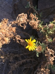 Senecio adenotrichius
