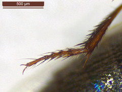 Philonthus quisquiliarius