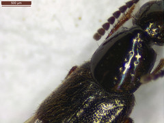 Philonthus quisquiliarius