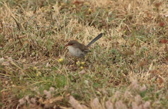 Malurus cyaneus cyanochlamys