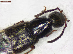 Philonthus quisquiliarius