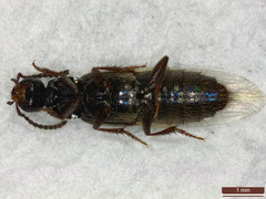 Philonthus quisquiliarius