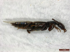 Philonthus quisquiliarius