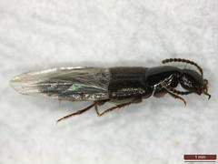 Philonthus quisquiliarius