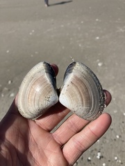 Tivela