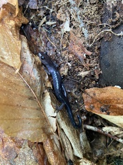 Plethodon montanus