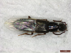 Philonthus quisquiliarius