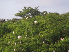Mycteria leucocephala