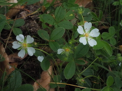 Potentilla montana