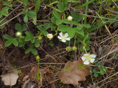 Potentilla montana