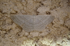 Idaea subsericeata