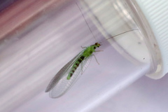 Pseudomallada ventralis