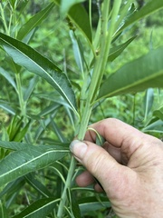 Amsonia illustris