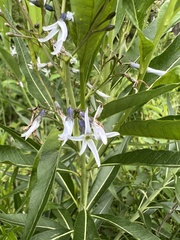Amsonia illustris