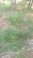 Pinus nigra laricio