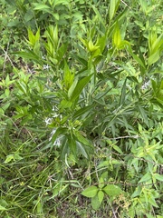 Amsonia illustris