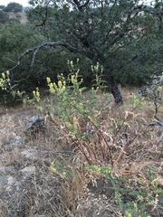 Astragalus oocarpus