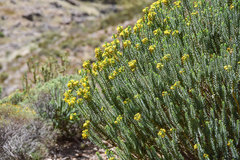 Euryops lateriflorus